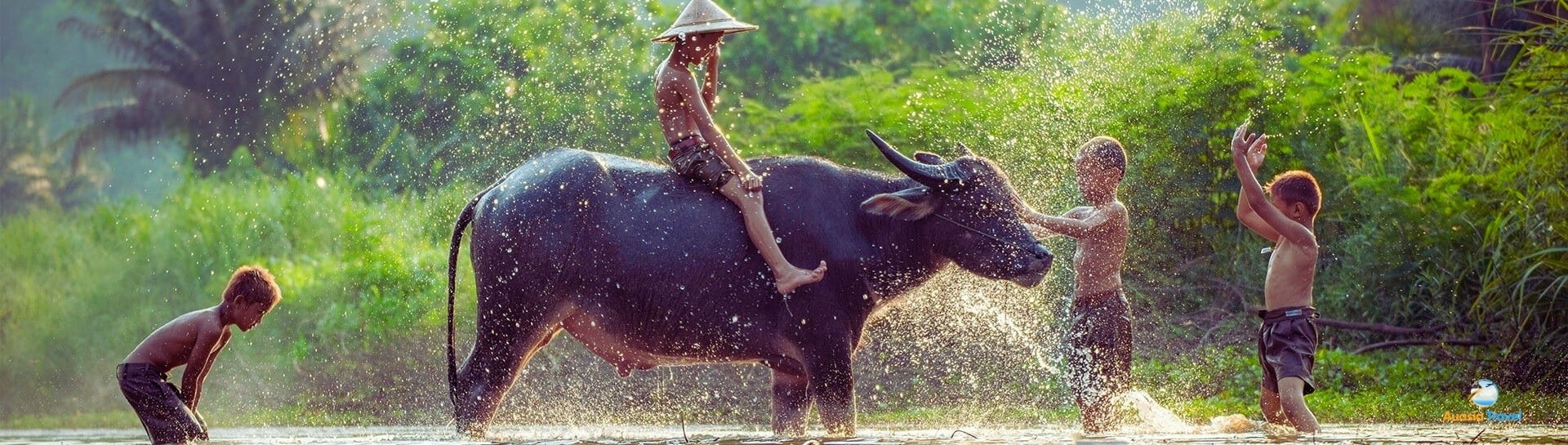Vietnamese Children Riding Water Buffalo 